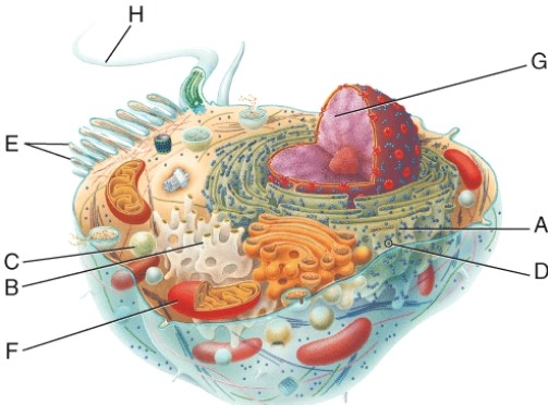 <strong>Which letter identifies the site of protein synthesis? </strong> A) G B) F C) D D) B