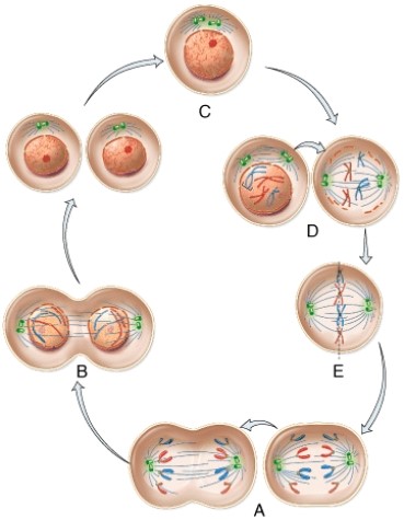<strong>Identify the letter that indicates telophase. </strong> A) A B) B C) C D) D E) E