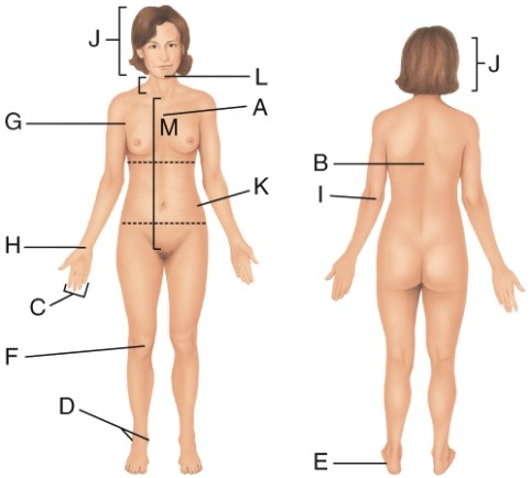 <strong>Which letter is pointing to the carpal region? </strong> A) E B) J C) H D) L