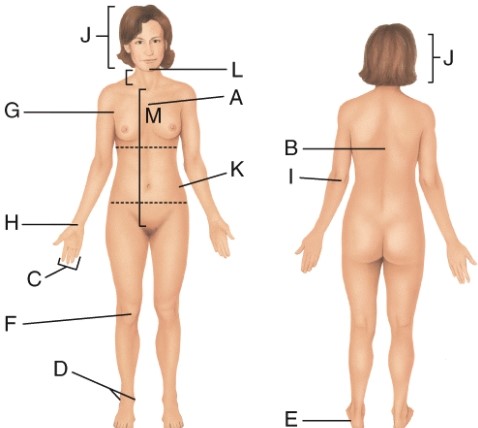 <strong>Which letter is pointing to the patellar region? </strong> A) F B) I C) A D) L