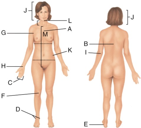 <strong>Which letter is pointing to the coxal region? </strong> A) A B) D C) K D) I
