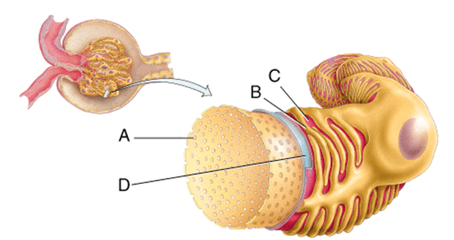 <strong>What is line B pointing to? </strong> A)Fenestration B)Pedicel C)Filtration slit D)Basal lamina E)Lumen of the glomerulus