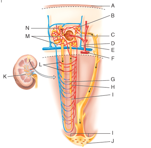 Fluid flowing from point H in the figure will go to which structure next?
