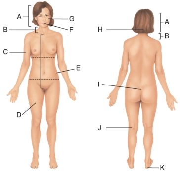 <strong>Where on the diagram is the femoral area? </strong> A)D B)E C)F D)J E)K