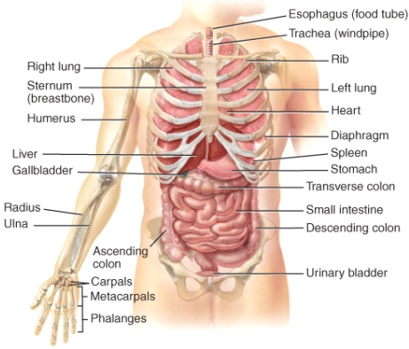 <strong>The stomach is _____ to the urinary bladder. </strong> A)lateral B)medial C)distal D)inferior E)superior