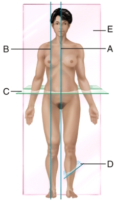 <strong>Which plane is parasagittal? </strong> A)A B)B C)C D)D E)E