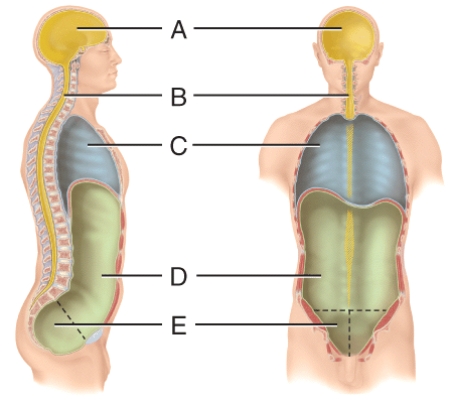 <strong>Which contains the spinal cord? </strong> A)(A) B)(B) C)(C) D)(D) E)(E)