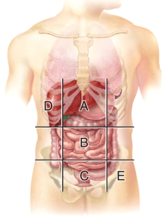<strong>Which region is the hypogastric region? </strong> A)(A) B)(B) C)(C) D)(D) E)(E)
