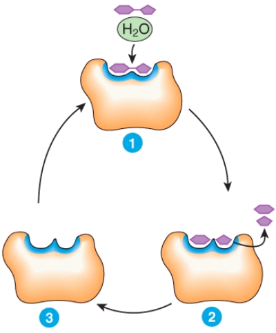 Describe what is happening at places 1,2 and 3 in the diagram.  <div style=padding-top: 35px> 
