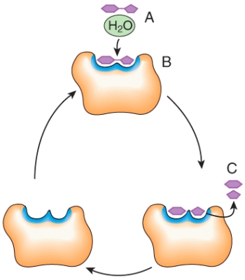 <strong>In the diagram,what would happen to the concentration of C if the concentration of A increases?  </strong> A)increases B)decreases C)no change <div style=padding-top: 35px> 