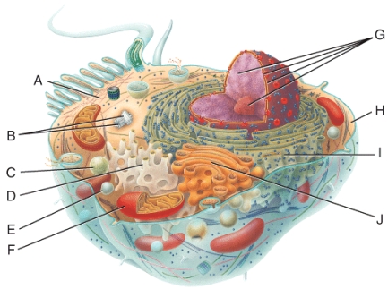 <strong>In the diagram,which organelle aids movement of the cell? </strong> A)A B)G C)H D)D E)I