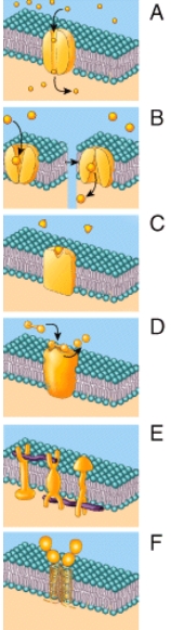 <strong>Which of the following represents an ion channel? </strong> A)F B)C C)D D)A E)E