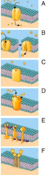 <strong>Which of the following shows ligand binding at the cell surface? </strong> A)B B)C C)D D)A E)E