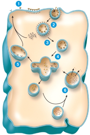 <strong>Which of the following is the correct sequence of events in receptor-mediated endocytosis shown in the figure? </strong> A)binding > degradation in lysosomes > vesicle formation > uncoating > recycling of receptors to plasma membrane > fusion with endosome B)degradation in lysosomes > fusion with endosome > recycling of receptors to plasma membrane > uncoating > vesicle formation > binding C)degradation in lysosomes > recycling of receptors to plasma membrane > fusion with endosome > uncoating > vesicle formation > binding D)binding > vesicle formation > uncoating > fusion with endosome > recycling of receptors to plasma membrane > degradation in lysosomes E)binding > uncoating > vesicle formation > fusion with endosome > degradation in lysosomes > recycling of receptors to plasma membrane