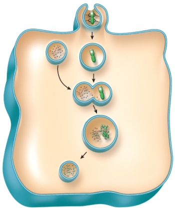 <strong>Which of the following is the correct sequence of events in phagocytosis shown in the figure? </strong> A)pseudopods surround particle > phagosome formed > fusion of lysosome and phagosome > digestion by lysosomal enzymes > residual body formed B)phagosome formed > pseudopods surround particle > fusion of lysosome and phagosome > digestion by lysosomal enzymes > residual body formed C)phagosome formed > pseudopods surround particle > fusion of lysosome and phagosome > residual body formed > digestion by lysosomal enzymes D)residual body formed > phagosome formed > pseudopods surround particle > fusion of lysosome and phagosome > digestion by lysosomal enzymes E)fusion of lysosome and phagosome > residual body formed > phagosome formed > pseudopods surround particle > digestion by lysosomal enzymes