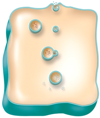 <strong>Which of the following is the correct sequence of events in bulk-phase endocytosis shown in the figure? </strong> A)plasma membrane forms vesicle around extracellular droplets > fusion of lysosome and vesicle > vesicle formed pinches off into cytosol > digestion by enzymes > solutes released B)solutes released > plasma membrane forms vesicle around extracellular droplets > fusion of lysosome and vesicle > vesicle formed pinches off into cytosol > digestion by enzymes C)vesicle formed pinches off into cytosol > solutes released > plasma membrane forms vesicle around extracellular droplets > fusion of lysosome and vesicle > digestion by enzymes D)vesicle formed pinches off into cytosol > plasma membrane forms vesicle around extracellular droplets > fusion of lysosome and vesicle > digestion by enzymes > solutes released E)plasma membrane forms vesicle around extracellular droplets > vesicle formed pinches off into cytosol > fusion of lysosome and vesicle > digestion by enzymes > solutes released