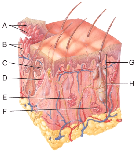 <strong>In the diagram of skin shown below,where is the arrector pili muscle? </strong> A)C B)D C)E D)F E)G