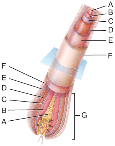 <strong>In the diagram of a hair root shown,where is the cuticle of the hair? </strong> A)A B)B C)C D)D E)E