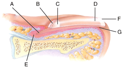 <strong>In the figure of a sagittal section of a fingernail shown below,where is the nail matrix? </strong> A)A B)C C)E D)F E)G