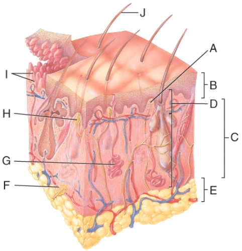 <strong>Which letter is pointing to the subcutaneous layer of the skin in the figure? </strong> A)C B)E C)B D)J E)I