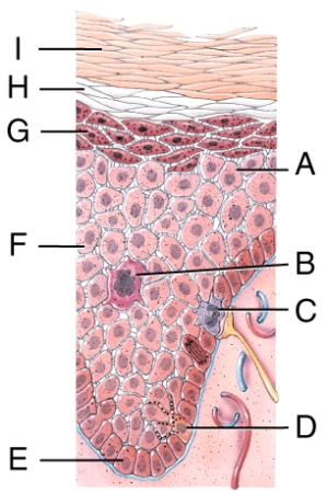 <strong>In the diagram,which layer is the stratum granulosum? </strong> A)E B)F C)G D)H E)I