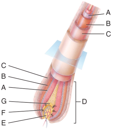 <strong>In the diagram,which is the hair matrix? </strong> A)A B)B C)C D)D E)G