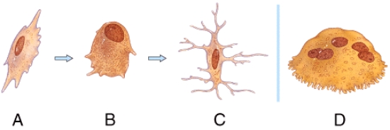 <strong>Which bone cell in the diagram below is an osteoclast? </strong> A)A B)B C)C D)D