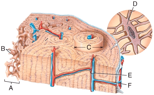 <strong>In the diagram,where is the central (Haversian)canal? </strong> A)C B)A C)E D)F E)D