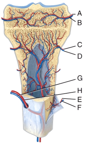 <strong>In the diagram,where is the nutrient artery? </strong> A)D B)E C)F D)G E)H