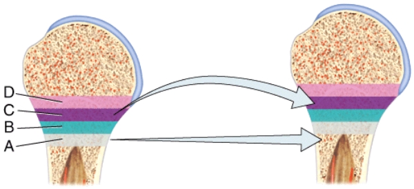 <strong>In the diagram,where is the zone of hypertrophic cartilage? </strong> A)A B)B C)C D)D