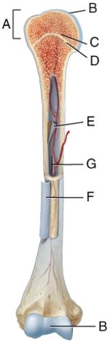 <strong>Where in the diagram is articular cartilage located? </strong> A)B B)C C)D D)E E)G