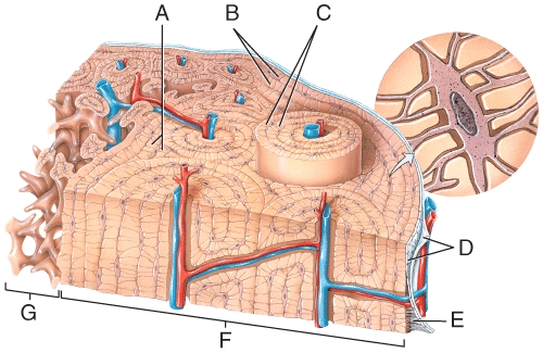 <strong>Where in the figure is spongy bone located? </strong> A)A B)B C)E D)F E)G