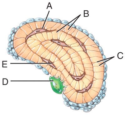 <strong>Which labeled structures in the figure are canaliculi? </strong> A)A B)B C)C D)D E)E