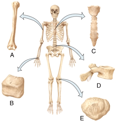 <strong>In the diagram,which bone is the flat bone? </strong> A)A B)B C)C D)D E)E