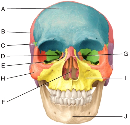 <strong>In the diagram,which bone articulates with every other bone of the face except the mandible? </strong> A)F B)G C)H D)I E)J