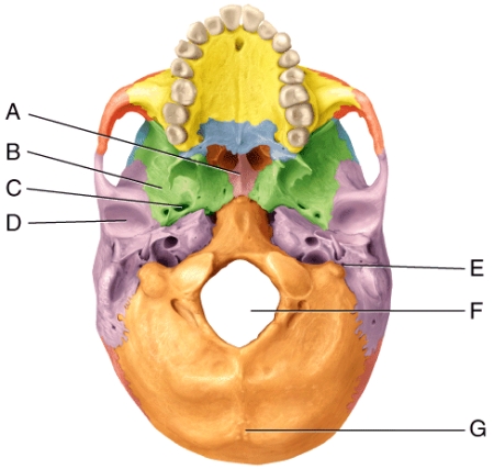<strong>In the diagram,where is the foramen ovale? </strong> A)C B)D C)E D)F E)G