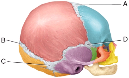 <strong>This is largest fontanel in size at birth. </strong> A)A B)B C)C D)D E)Both A and D