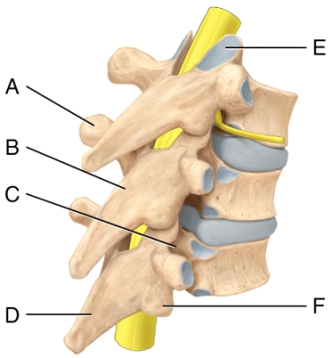 <strong>Where is the spinous process in the diagram? </strong> A)B B)C C)D D)E E)F