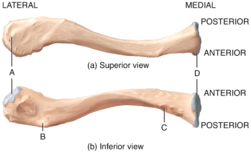 <strong>Which part of the clavicle articulates with the manubrium? </strong> A)A B)B C)C D)D E)None of these choices are correct.