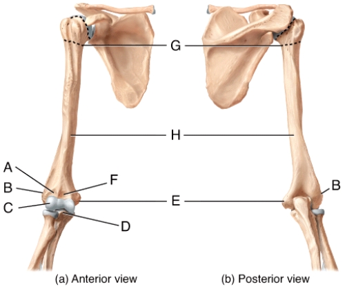 <strong>In the diagram of the humerus,which is the lateral epicondyle? </strong> A)A B)B C)F D)G E)H