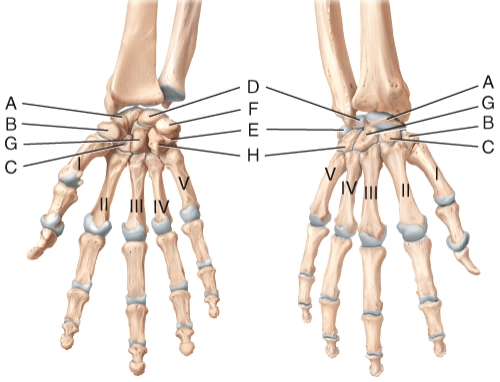 <strong>In the diagram of the wrist and hand,where is the trapezoid bone? </strong> A)A B)B C)C D)D E)E