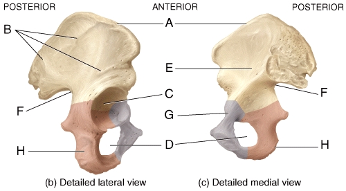 <strong>In the diagrams of the pelvis,where is the ischial tuberosity? </strong> A)E B)F C)G D)H E)Not labeled in the diagrams