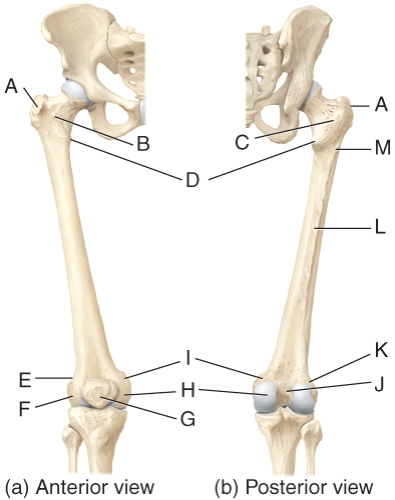 <strong>Which of the labeled structures of the femur serve as points of attachment for the tendons of thigh and buttocks muscles? </strong> A)A,B B)A,B,C C)A,D D)A,B,M E)D,M,L