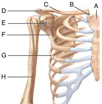 <strong>The pectoral girdle consists of 2 bones labeled _____ and _____ in the diagram. </strong> A)A and B B)A and G C)C and F D)F and H E)E and F