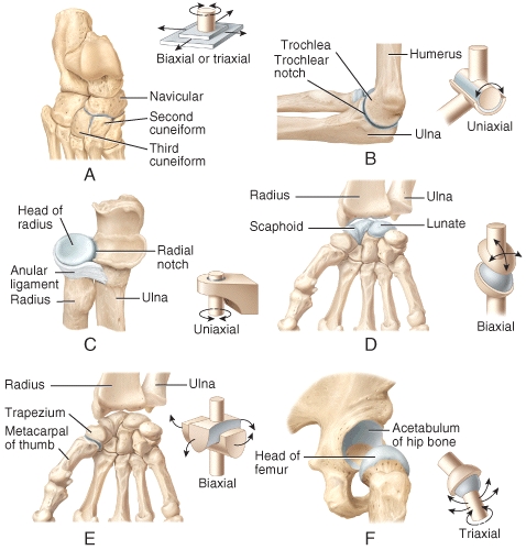 Which of the joints shown in the figure represents a condyloid joint?