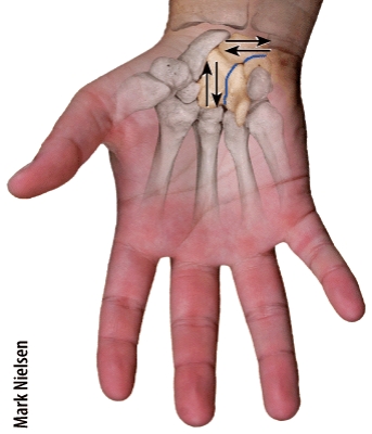 Which type of joint permits this type of movement? 1)Synovial joint 2)Cartilaginous joint 3)Fibrous joint