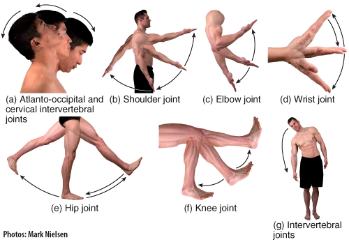 <strong>Which of the panels in the figure shows a movement called lateral flexion?  </strong> A)B B)F C)G D)D E)C <div style=padding-top: 35px> 