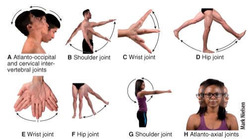<strong>Which of the following types of movement is shown in diagram E?  </strong> A)supination B)circumduction C)pronation D)rotation E)adduction <div style=padding-top: 35px> 