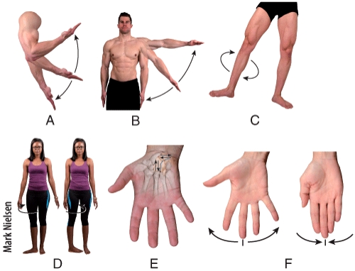 <strong>Which diagram shows a movement of a distal end of a body part in a circle,in a continuous  </strong> A)A B)B C)C D)D E)F <div style=padding-top: 35px> 