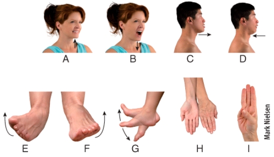 Which panel in the figure shows an example of the movement termed elevation?